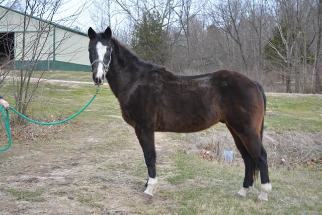 Last week's pet, still available: Reuben